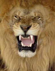 Male lions are charismatic megafauna important to zoological displays
